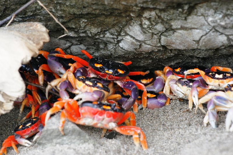Crabs. Photo by Thiago Muller