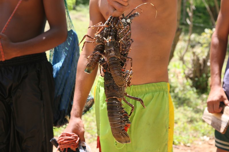 Plenty of lobsters in Nicarágua. Photo by Thiago Muller